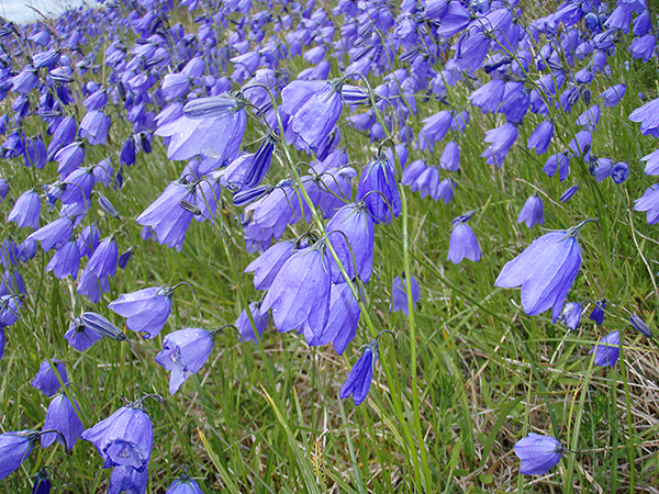 een bloemenzee