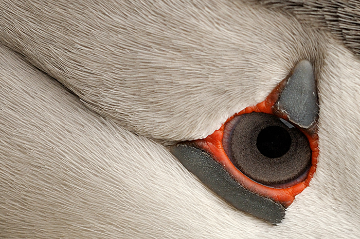 papegaaiduiker Latrabjarg