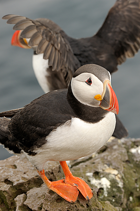 papegaaiduikers Latrabjarg