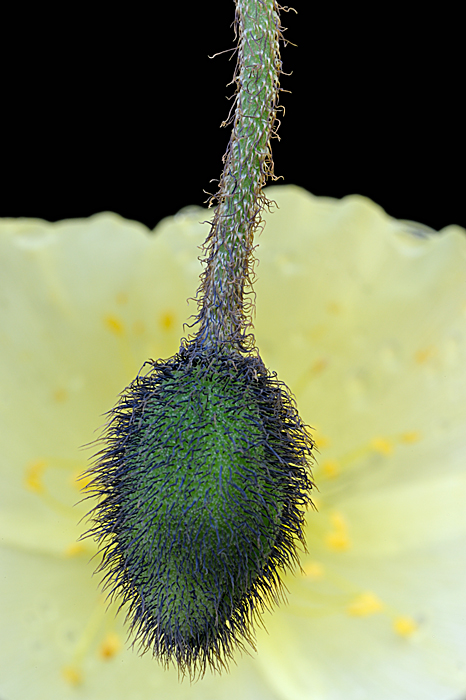 Papaver radicatum