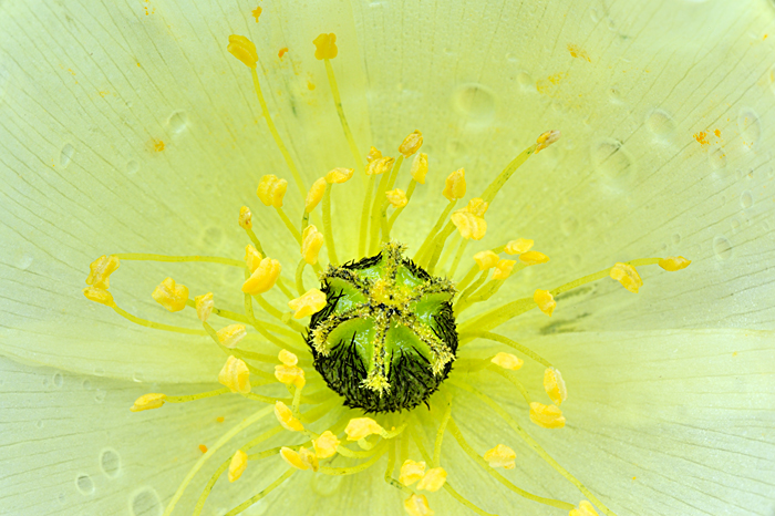 Papaver radicatum