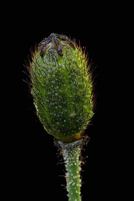 Papaver radicatum