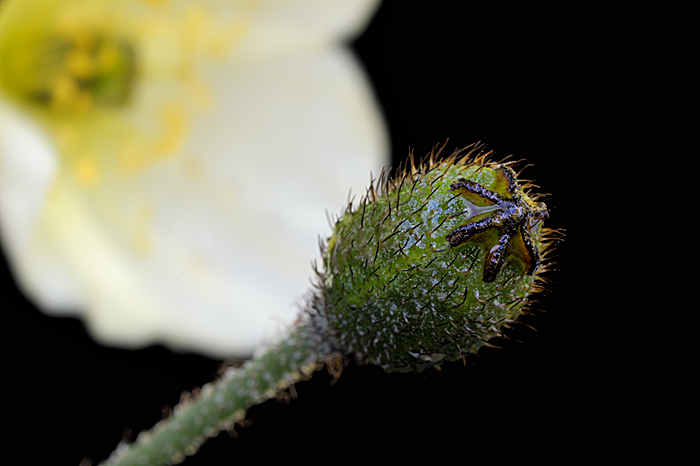 Papaver radicatum