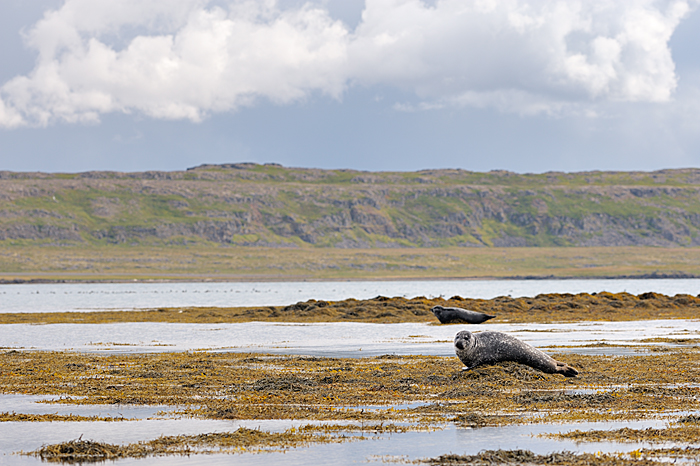 zeehond