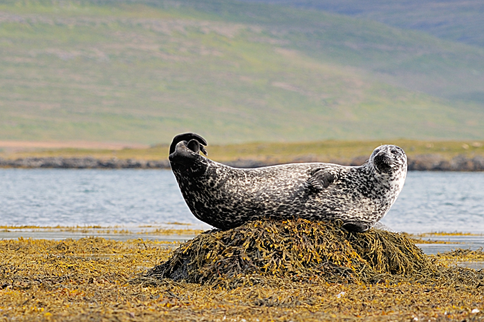 zeehond