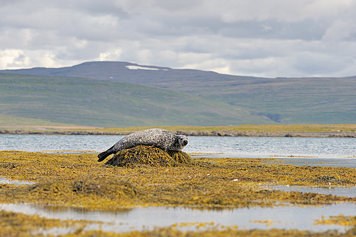 zeehond