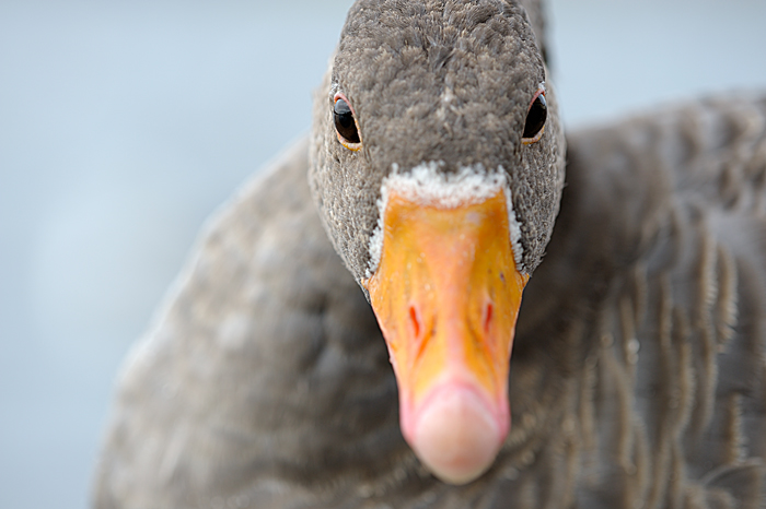 grauwe gans
