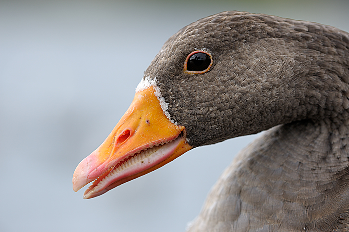 grauwe gans