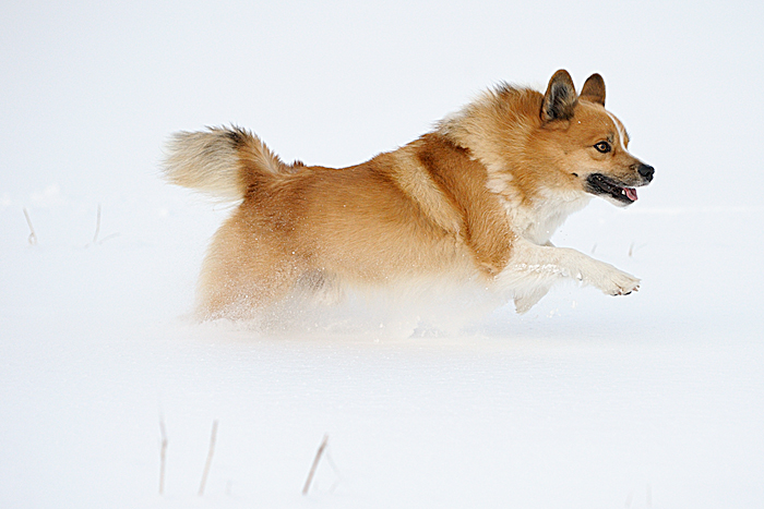 Grettir, onze IJslandse Hond