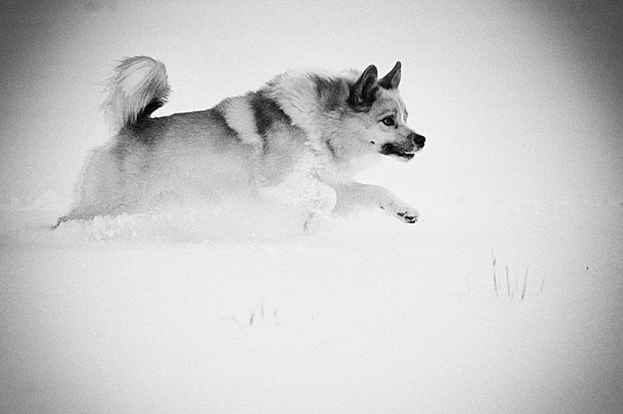 Grettir, onze IJslandse Hond