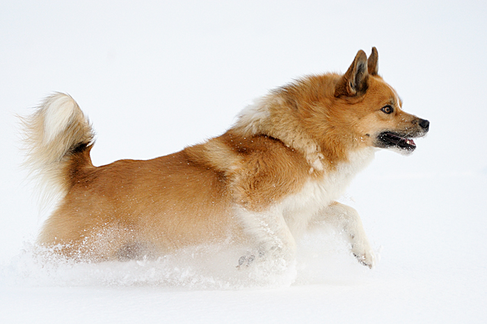 Grettir, onze IJslandse Hond