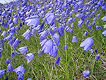 een bloemenzee