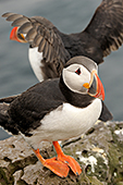 papegaaiduikers Latrabjarg