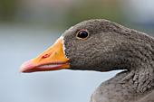 grauwe gans