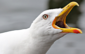 kleine mantelmeeuw