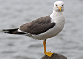 kleine mantelmeeuw