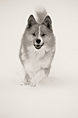 Grettir, onze IJslandse Hond