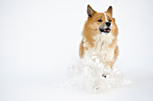 Grettir, onze IJslandse Hond