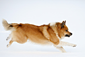 Grettir, onze IJslandse Hond