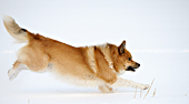 Grettir, onze IJslandse Hond