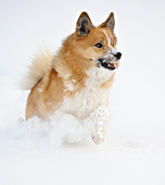 Grettir, onze IJslandse Hond